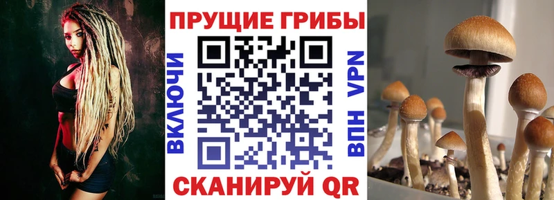 цена   Рузаевка  Псилоцибиновые грибы мицелий 